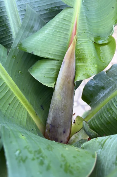 asdfghjkl - W końcu widać kwiatostan banana ( ͡° ͜ʖ ͡°) #legancko #ogrodnictwo