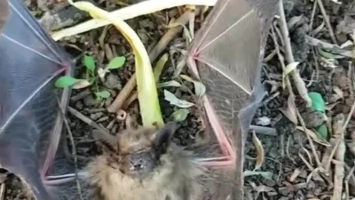 jackpir - https://streamable.com/jav5dx
#raszei #danielmagical #chlopakizraszei #pato...