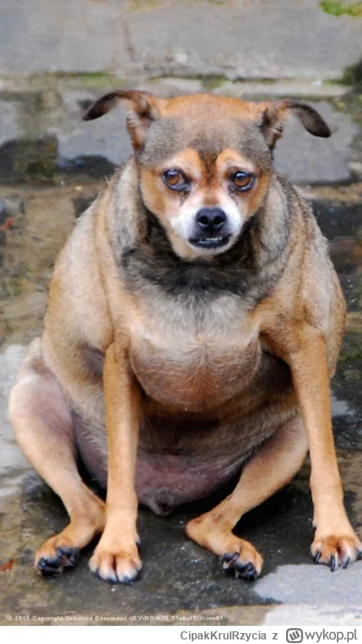 CipakKrulRzycia - @Aqua_Tofana: kilka miesięcy później....