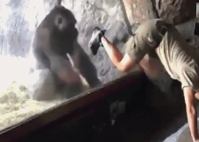 wfyokyga - Same c-----e gify mam, nie chce mi się tego gówna nawet dodawać