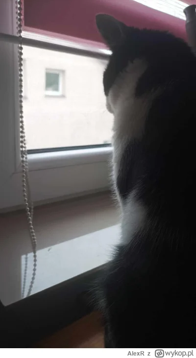 AlexR - @Lenalee: miliony pytan bez odpowiezi