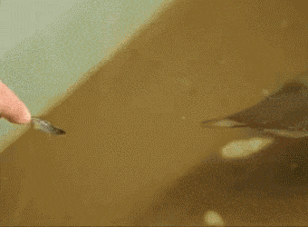 wfyokyga - Amciowanie