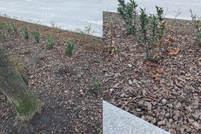 theOstry - @Chekatomba: plusy na mikro nie liczą się do rankingu xD
Za kazdym razem j...