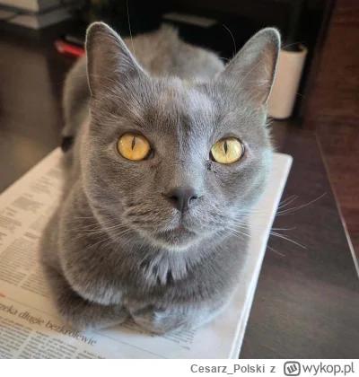 Cesarz_Polski - #kotekwrocek #wroclaw