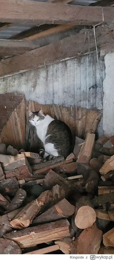 Kingside - @Solsith z tej samej fabryki