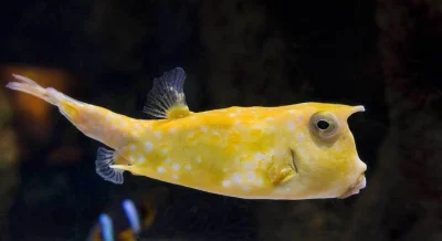 b_oski - @enforcer: Kostera rogata