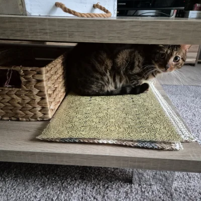 Lujdziarski - #pokazkota #dziarskikacperek Zamówiłem kotkom 48 puszek karmy i 10 tace...