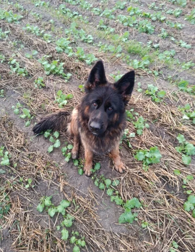 NaPagonieGwiazdkiTrzy - #przegryw