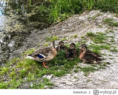 kwiekus - 409 715 + 129 = 409 844

Piąta #100km w tym roku, fajną kaczą rodzinę spotk...