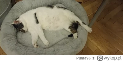 Puma96 - @AMBIWALENTNYPSIUR: