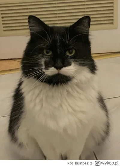kot_kustosz