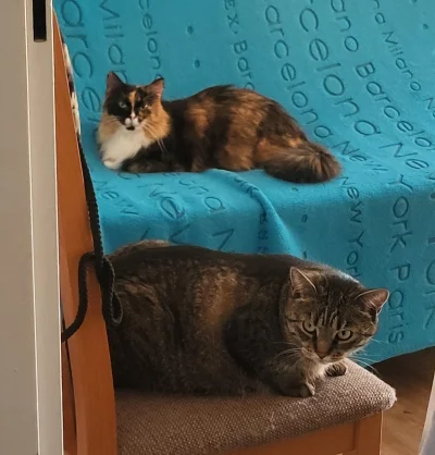 Shamson - Aaa, Kotki Dwa ( ͡° ͜ʖ ͡°)

#zwierzaki #koty #kotki #kitku #pokazkota