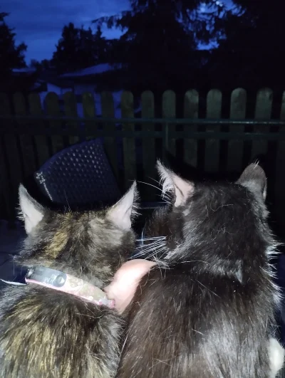 BlancheBarton - #pokazkota 
I do pełni szczęścia sb jeszcze browarka otworze.