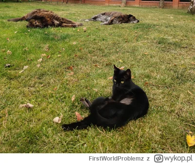 FirstWorldProblemz - czarna bestia, niedzwiedź i staruszka

#pokazkota #pokazpsa