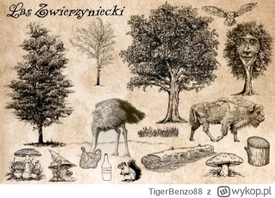 TigerBenzo88 - #szkolnafantasy                                                      
...