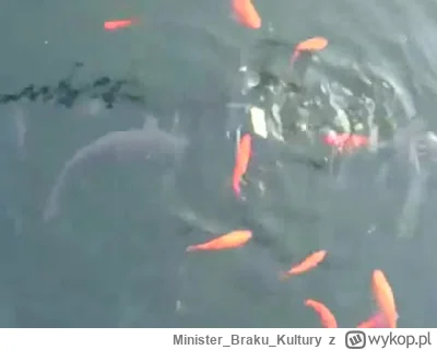 MinisterBrakuKultury - rybki ( ͡° ͜ʖ ͡°)
#trzecieoko