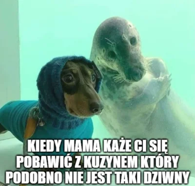 walokid - Parówkowe doggo i wodne doggo
#memy #heheszki #pies