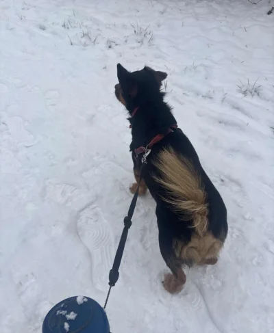 Kryptonim_X - Wyszedłem z moim uszatym na spacer a wy zazdrosni #przegryw #pokazpsa