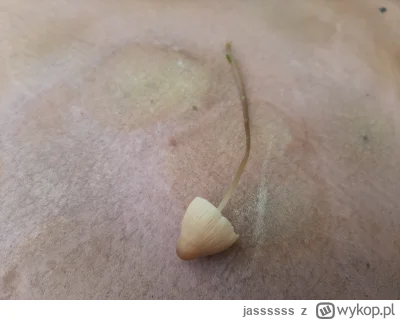 jassssss - To jest łysiczka,kołpaczek czy może jeszcze co innego?