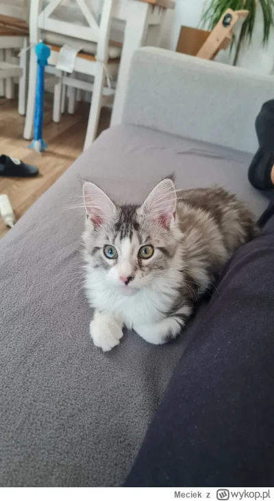 Meciek - Chciałem się tylko pochwalić jakiego.ładnego kotka sonie ostatnio kupiłem :)...