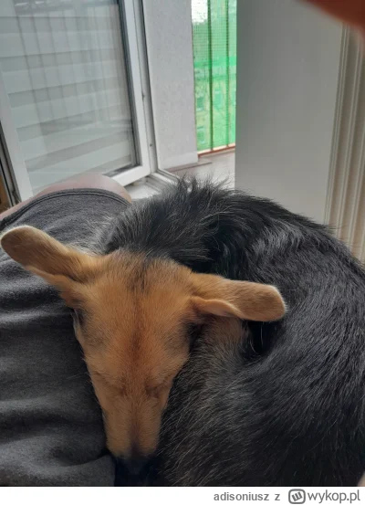 adisoniusz - Jak tu nie kochac takiej kuleczki #pokazpsa