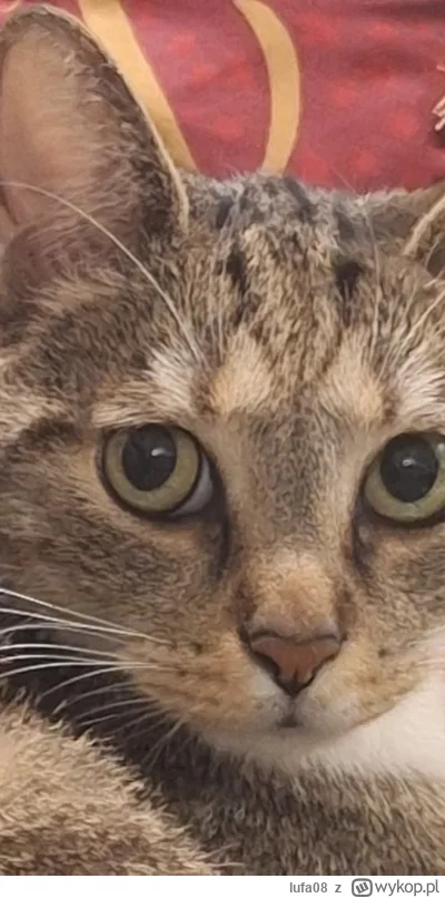 lufa08 - Morton patrzy na młodzież i widzi potencjał, rośnij duży Timonek