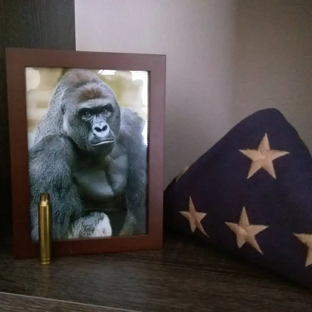 djtartini1 - @jestemtakizmeczony: Harambe pamiętamy