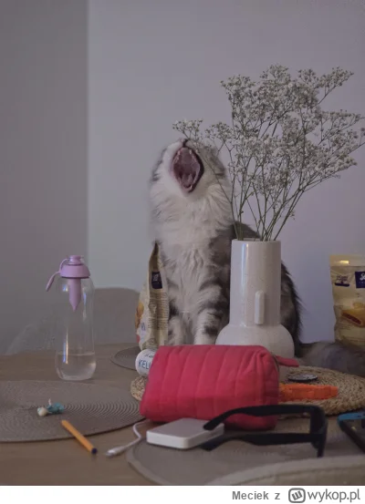 Meciek - Gdzie saaaaaaszeeeeeta zaraza !!!!

#pokazkota