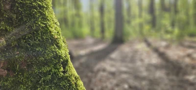camealot - #las
Tak sobie człowiek wybył do lasu posmyrać zielone młode listki