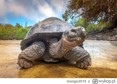 mango2018 - Czy jak Konfederacja wygra wybory, to będę mógł sobie sprowadzić żółwia z...