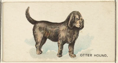Loskamilos1 - Karta numer 19, na której znajduje się otterhound czyli pies na wydry.
...