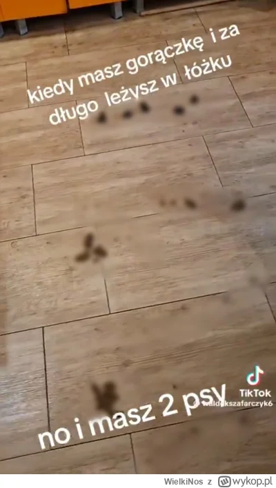 WielkiNos - @Tyrande tymczasem psy xd