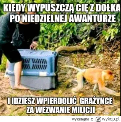 wykidajka - @noipmezc
