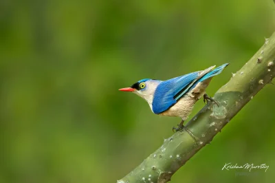 Lifelike - Kowalik krasnodzioby (Sitta frontalis)
Autor
#photoexplorer #fotografia #o...