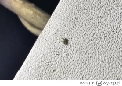 RdQQ - Jest mi ktoś w stanie powiedzieć co to za robaczek ? Ma około milimetra bardzo...