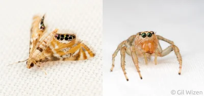 Apaturia - Ćma z rodzaju Petrophila (i pająk, dla porównania):