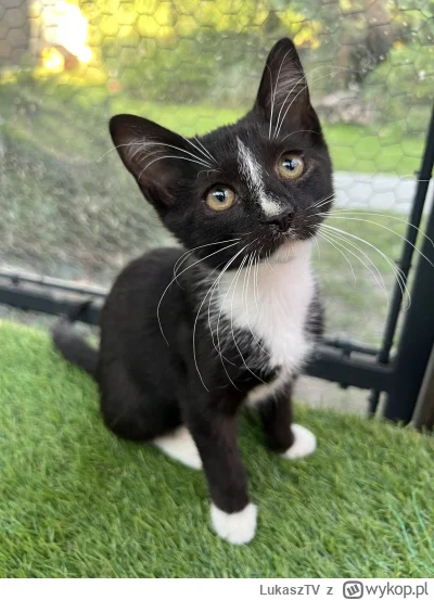 LukaszTV - 乁(♥ ʖ̯♥)ㄏ
#kitku #pokazkota #koty