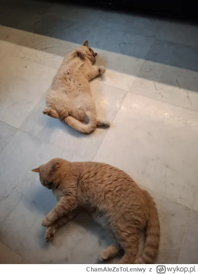 ChamAleZaToLeniwy - @Zmorka