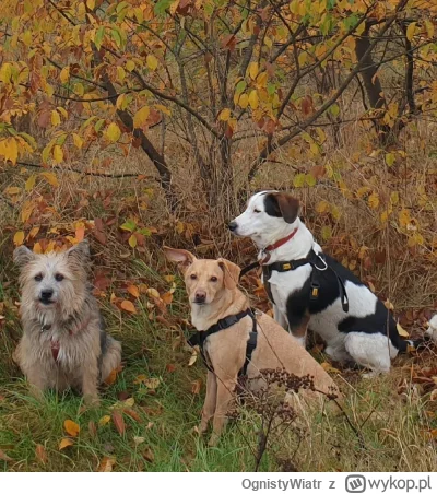 OgnistyWiatr - Co było pierwsze? Kura czy jajko?
Żółty to pierwszy pies mojego męża, ...