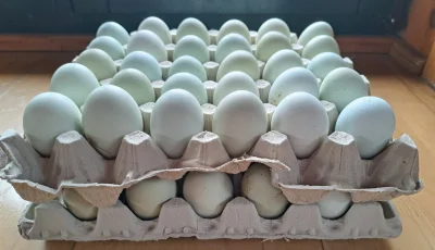 SpongeBobertKanciastoRenki - @PanManieglev: to jest filet z kury co zielone jajka zno...