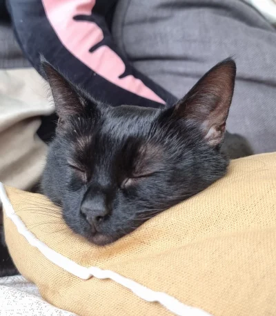 domino-tactix - Hej! Potrzebuję Waszej pomocy. Pracuję nad produktem, który w jeden d...