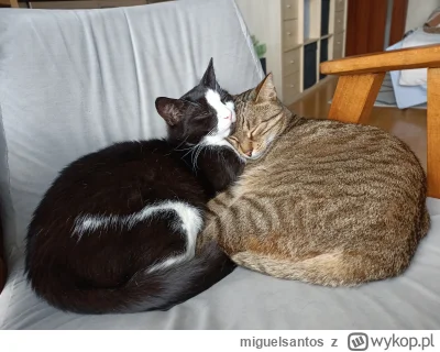 miguelsantos - #pokazkota #siersciuchy #koty