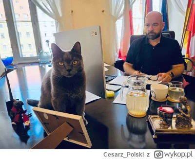 Cesarz_Polski - #kotekwrocek #wroclaw