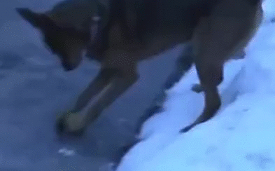 wfyokyga - Oddawac piesiu piłke