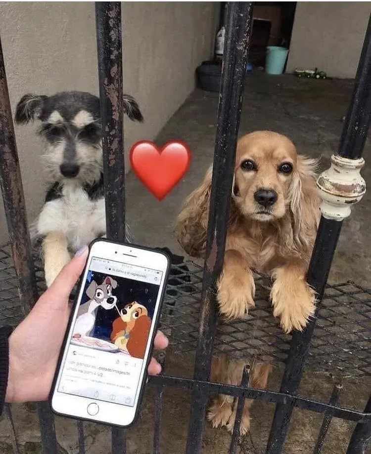 Casuel - #psiarze #psy #disney