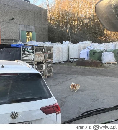 erni13 - Niby mam tu rozładunek ale trochę boję się wyjść...

#zycietruckera #pracbaz...