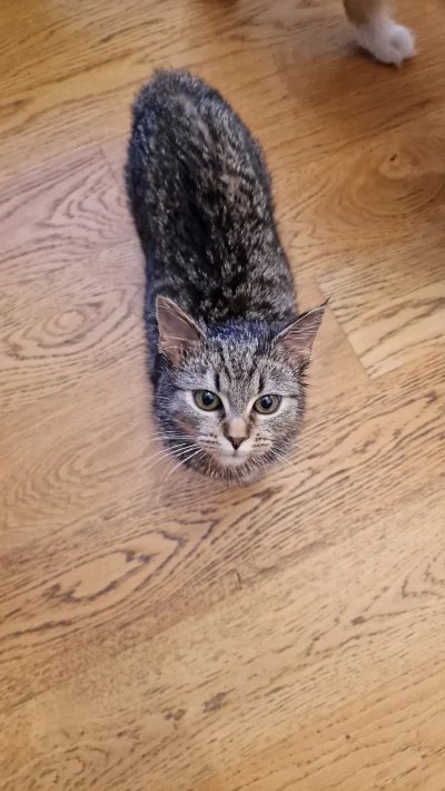 lowcapierdow - Lusia się już zadomowiła, żywe sreberko, z braćmi starszymi się bawi, ...