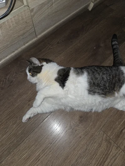 Solsith - @0rdynus: ta menda buszuje od 4 do 7 rano ( ͡° ʖ̯ ͡°) pużniej śpi gdzie wyg...