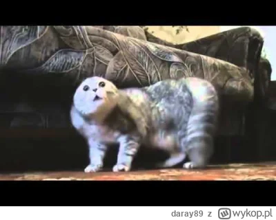 daray89 - #codziennykotopetany #dziwnekotki