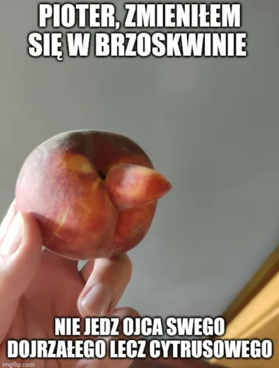 pieknylowca - #konkursnanajbardziejgownianymemznosaczem #nosaczsundajski